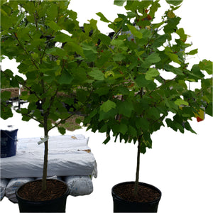 SYCAMORE  TREE