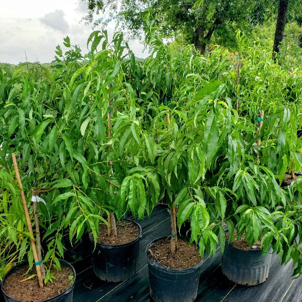 Advanced Nursery Growers: Elevating Expertise in the Horticultural
