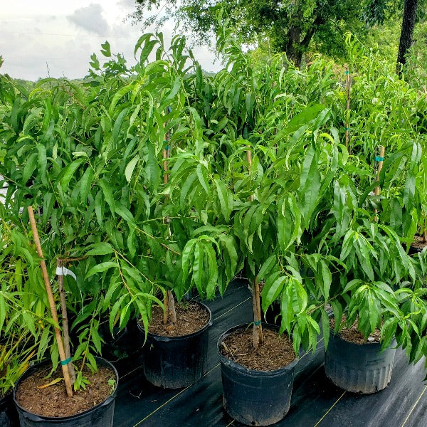 crossandra orange plant 10 ORANGE MARMALADE CROSSANDRA Infundibuliformis Firecracker Flower  Houseplant Seeds