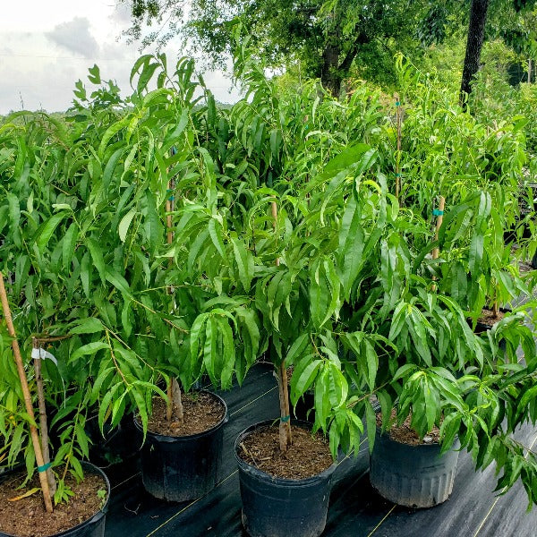 Advanced Nursery Growers: Elevating Expertise in the Horticultural