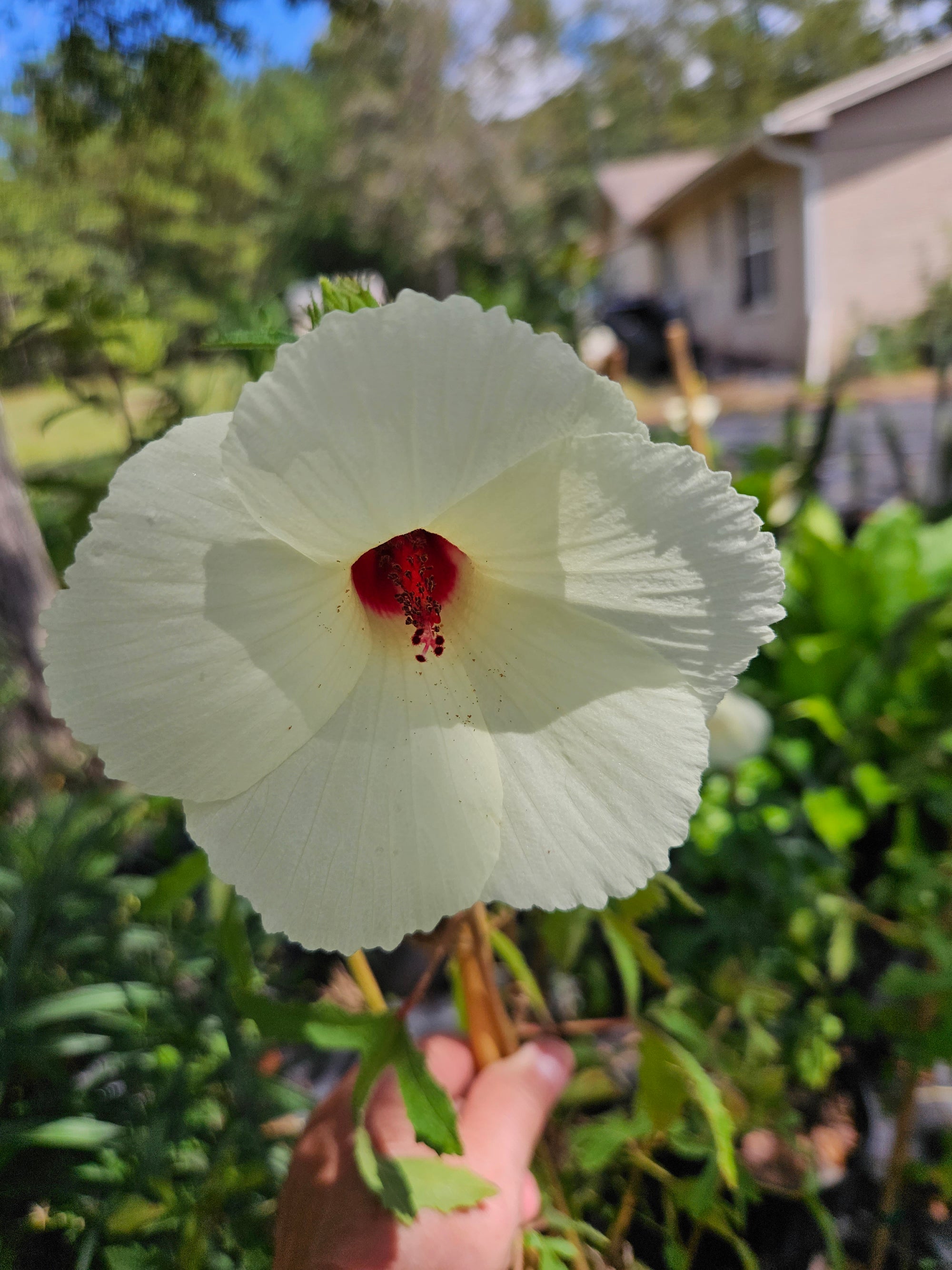 Swamp hibiscus