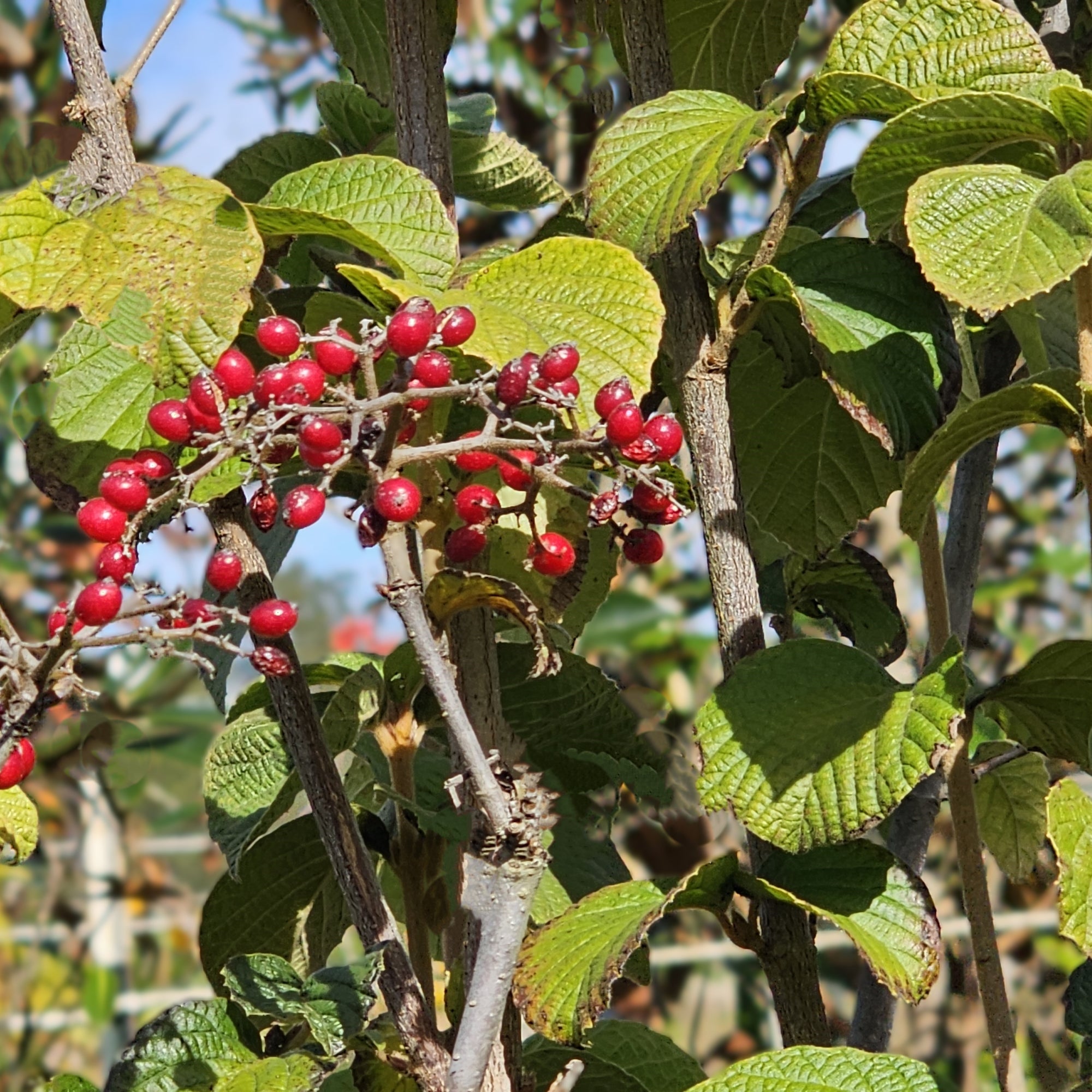 Mariesii’ is a doublefile viburnum