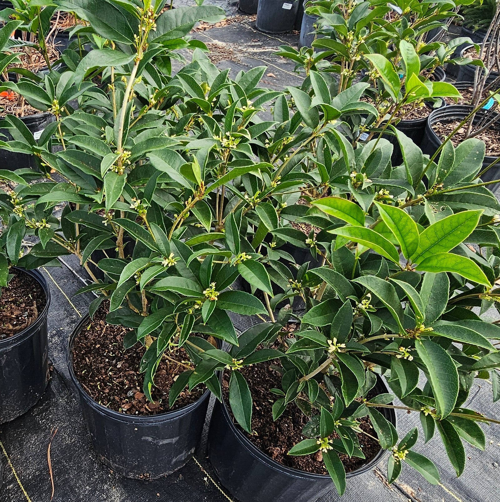 potted tea plant Advanced Nursery Growers: Elevating Expertise in the Horticultural Sector
