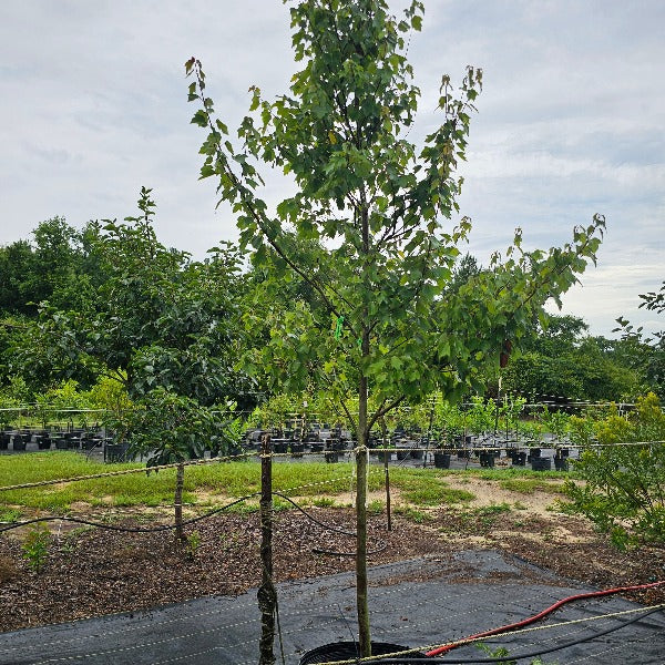 MAPLE SUMMER RED MAPLE