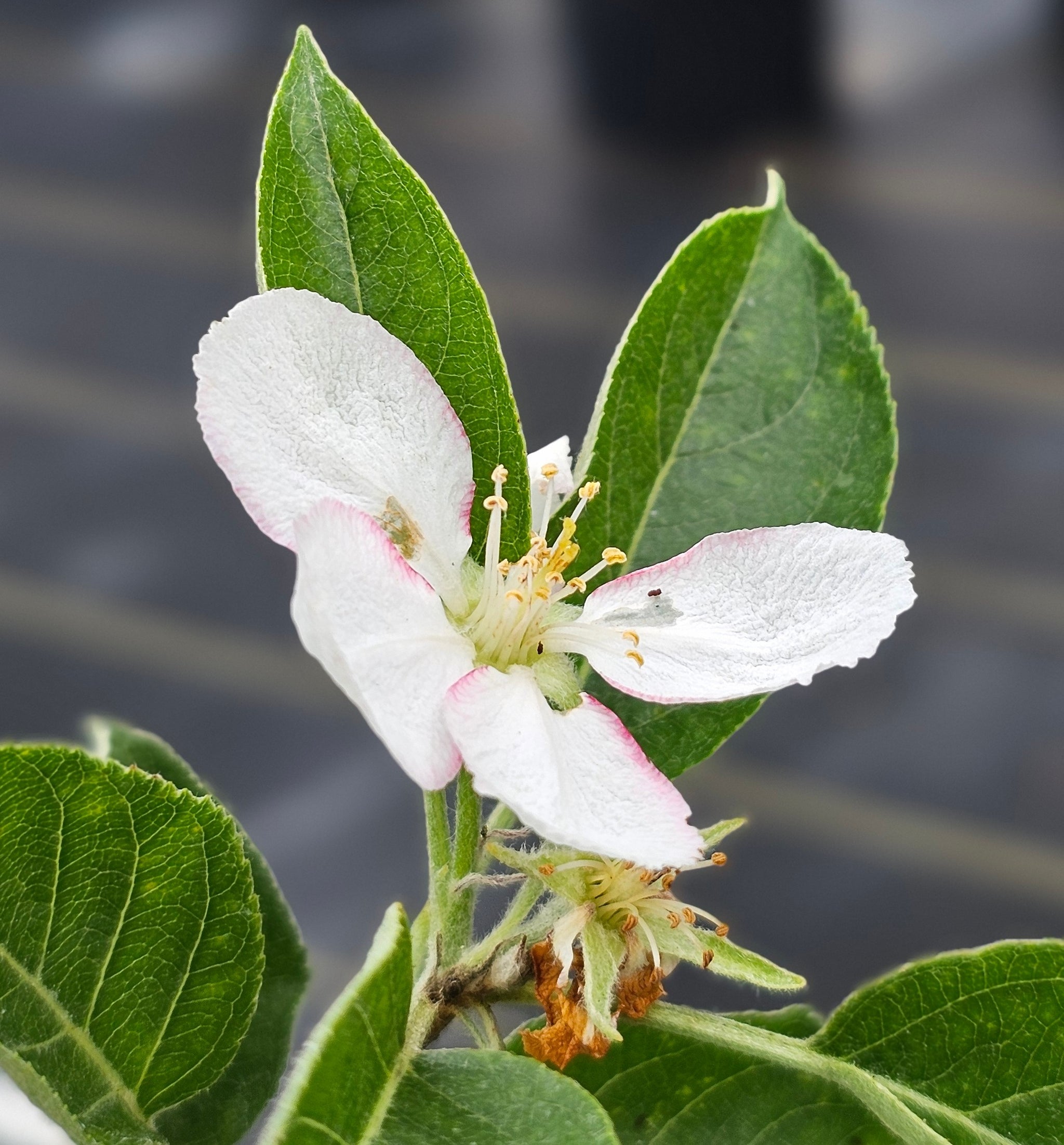 Appel Shell Advanced Nursery Growers: Elevating Expertise in the Horticultural Sector