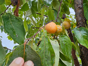 PERSIMMON GORDON (geneva long)