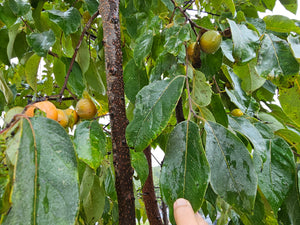PERSIMMON GORDON (geneva long)