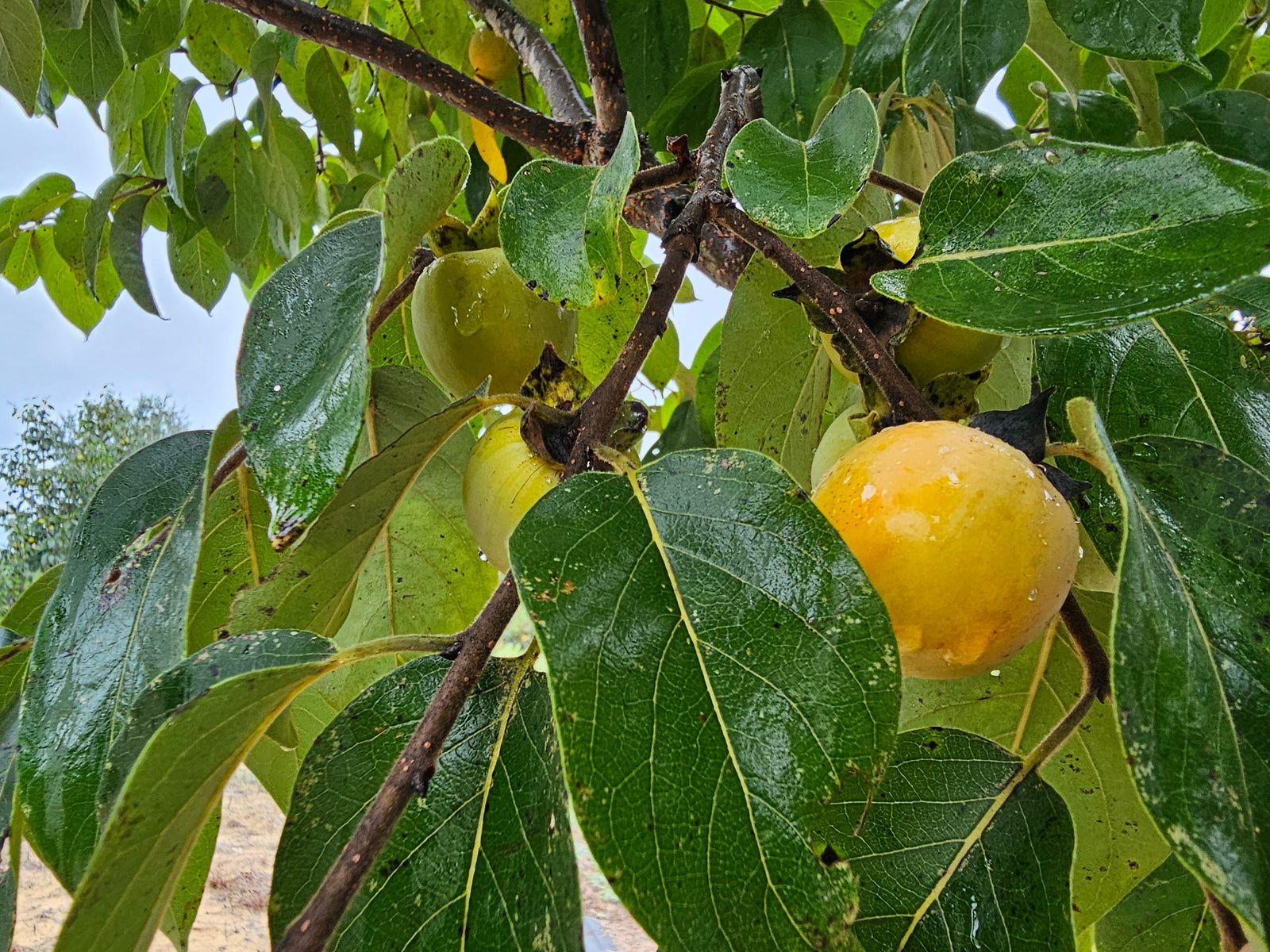 PERSIMMON GORDON (geneva long)