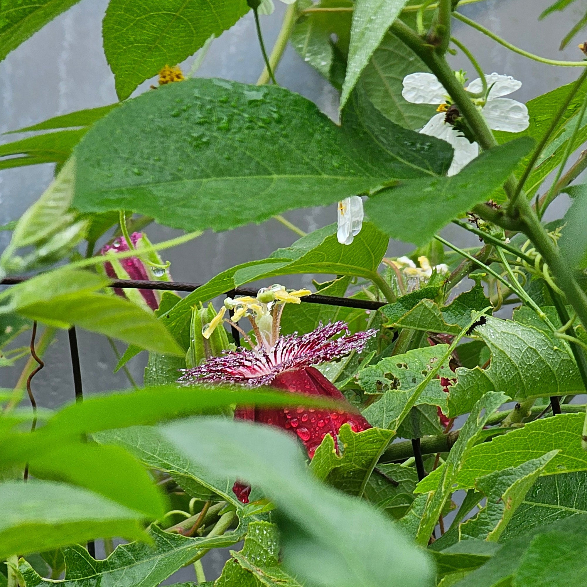 Advanced Nursery Growers: Elevating Expertise in the Horticultural