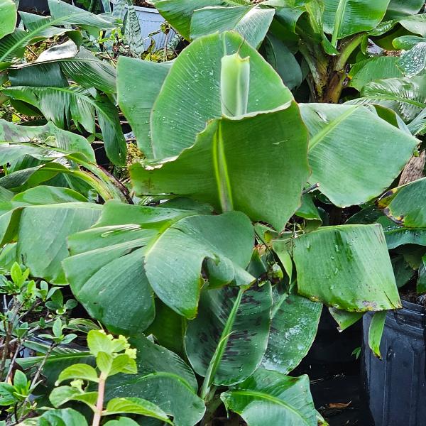 TREE BANANA TROPICANA