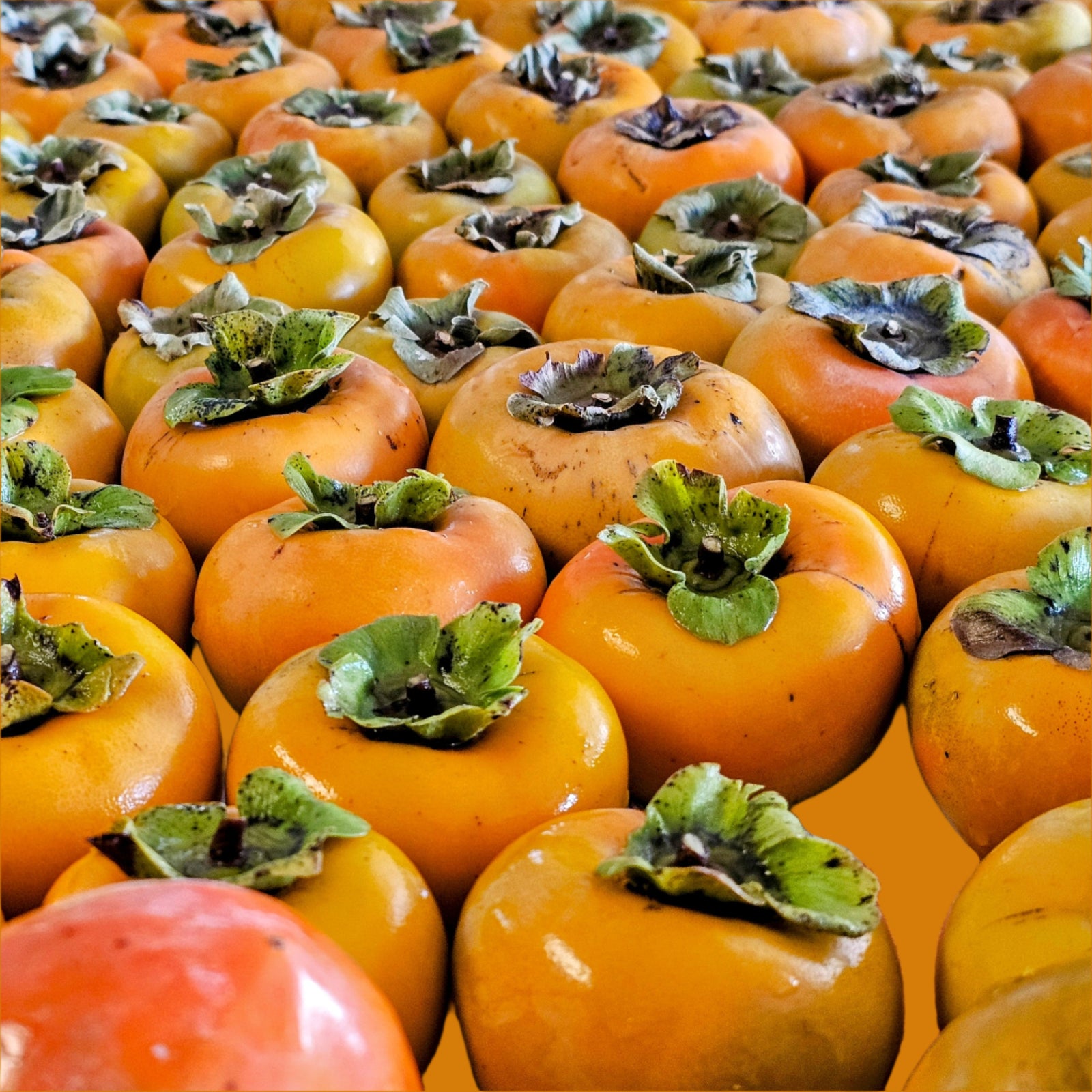 Persimmon Rosseyanka