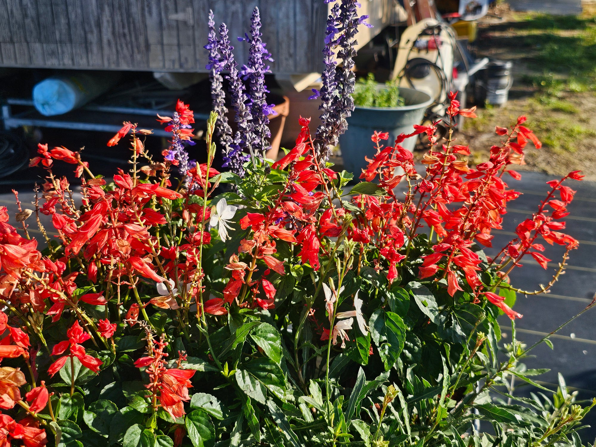 SALVIA