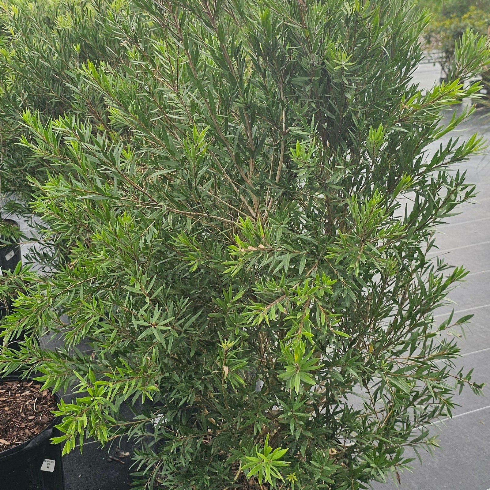 BOTTLEBRUSH MACARTHUR