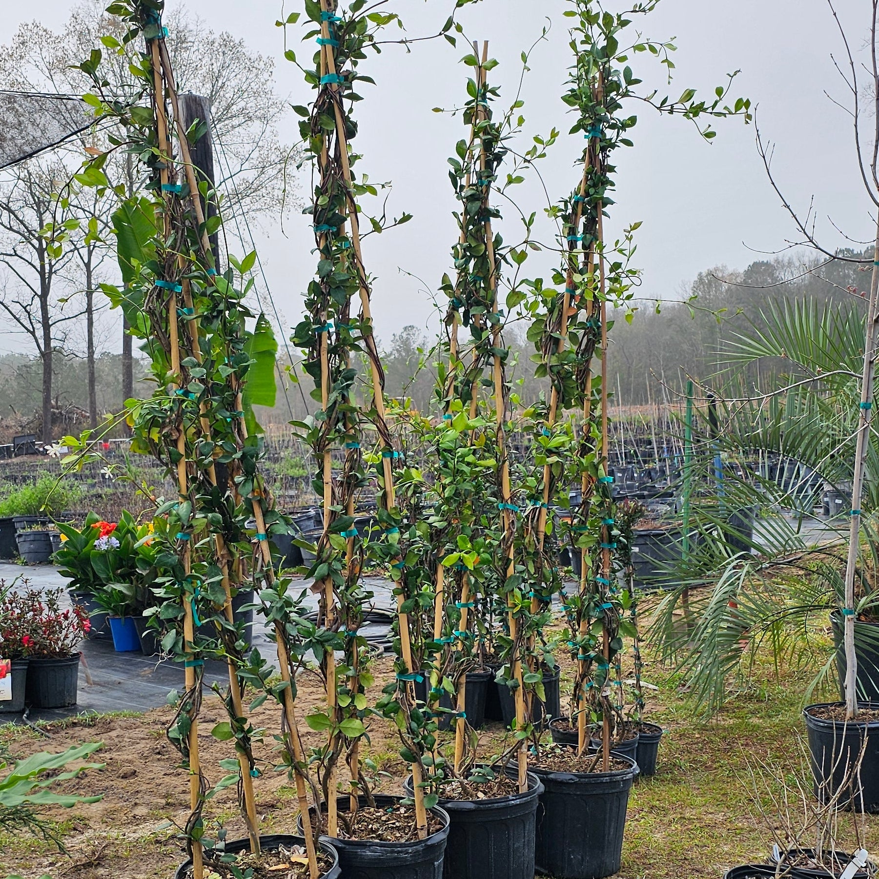 Advanced Nursery Growers: Elevating Expertise in the Horticultural