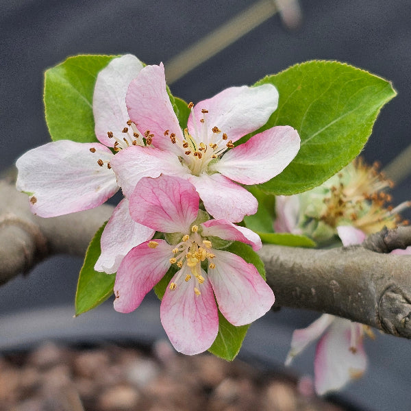 Advanced Nursery Growers: Elevating Expertise in the Horticultural Sector