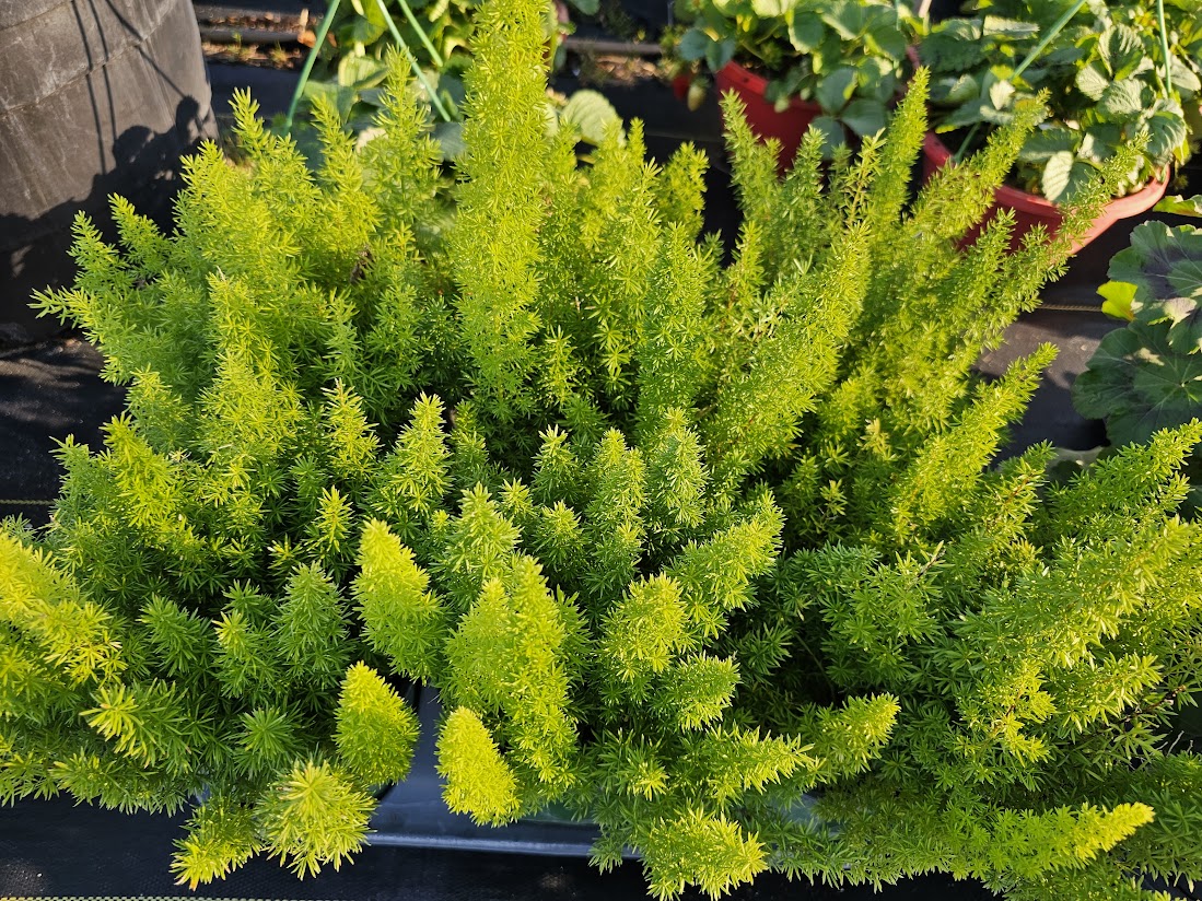 ASPARAGUS FERN