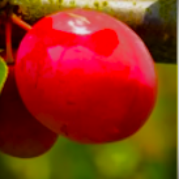 AU Rosa plum tree with red fruit for North Florida and South Alabama orchards