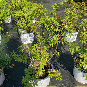 CHASTE TREE BLUE DIDDLEY