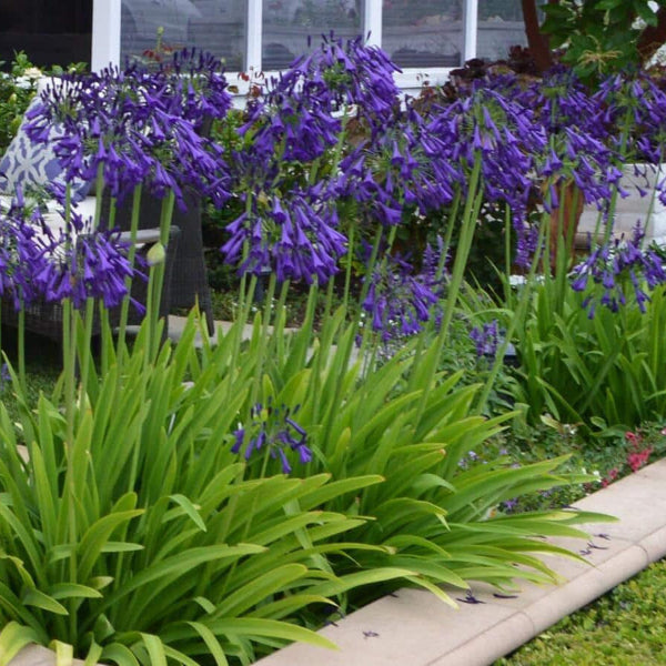 Straight A™ ‘Purple Delight’ Agapanthus | Lily of the Nile for North Florida