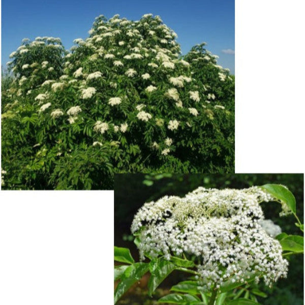 American Elderberry Sambucus nigra canadensis native fruiting plant for sale in DeFuniak Springs Florida