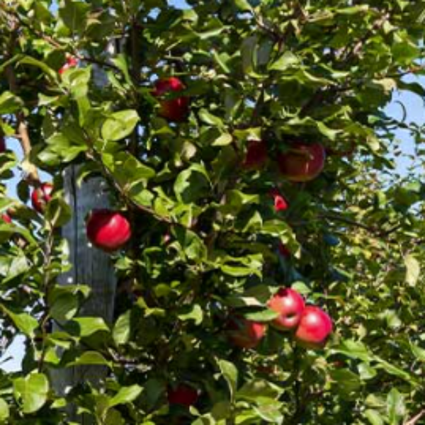APPLE GALA