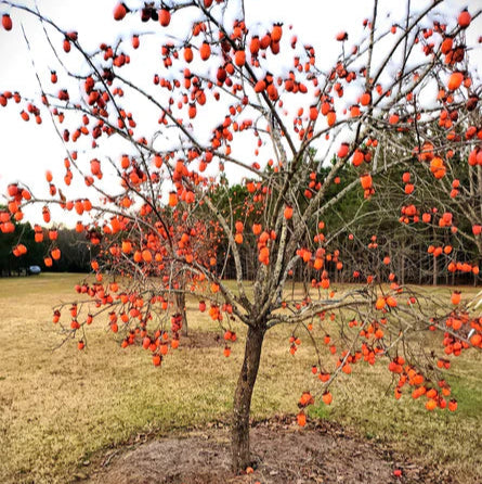 Saijo Persimmon Tree for sale at Advanced Nursery Growers in DeFuniak Springs Florida