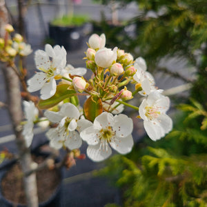 Ayers Pear Tree