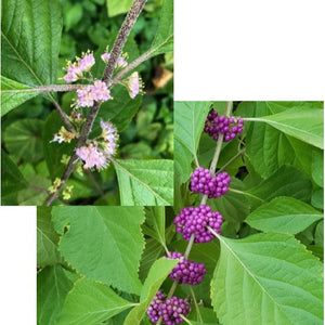 BEAUTY BERRY NATIVE