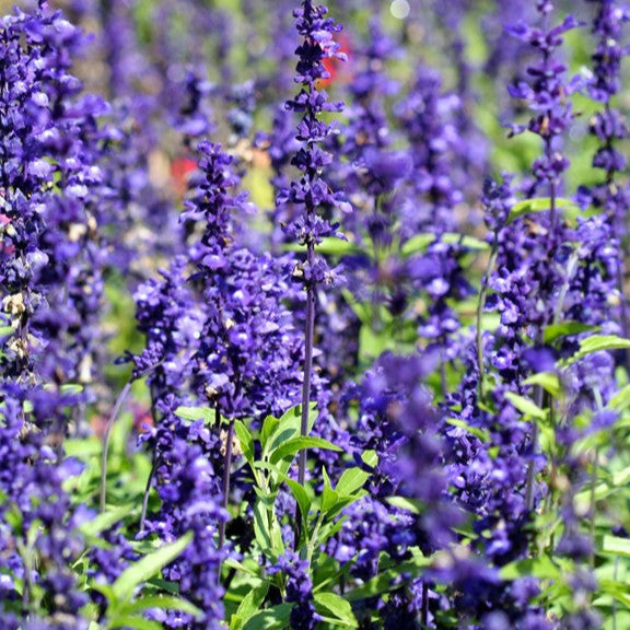 SALVIA BLACK & BLUE