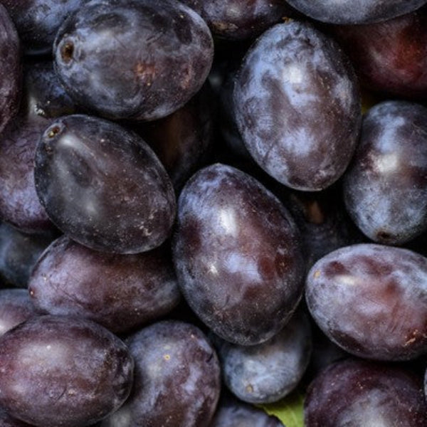 Blue Damson Plum Tree for sale at Advanced Nursery Growers in DeFuniak Springs Florida