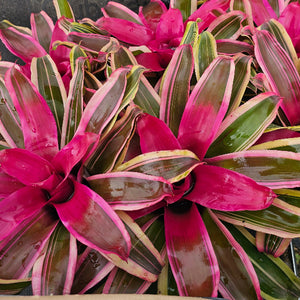 BROMELIAD Mixed colors