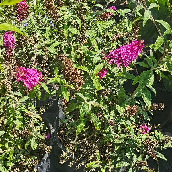 BUTTERFLY BUSH BUZZ HOT RASPBERRY