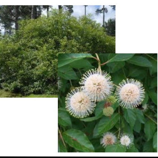 BUTTONBUSH NATIVE