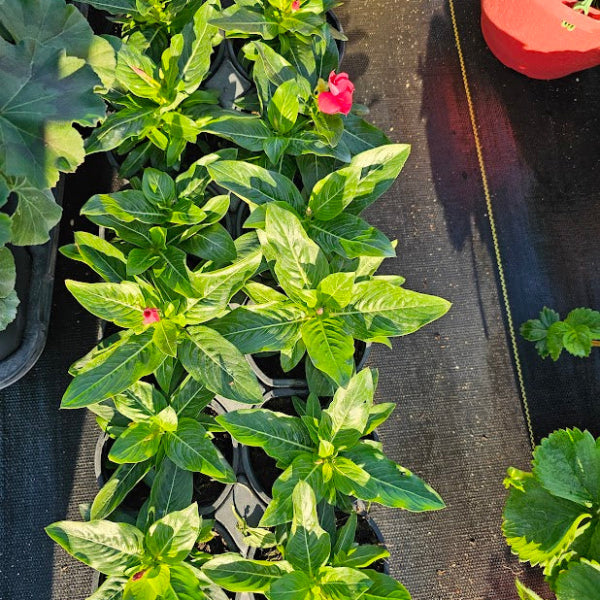 VINCA  Periwinkle