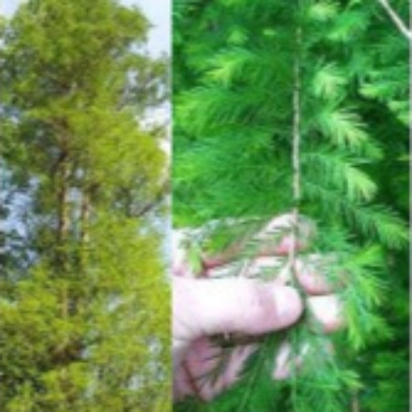 Bald Cypress native tree for sale at Advanced Nursery Growers in DeFuniak Springs, Florida
