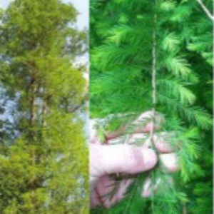 Bald Cypress native tree for sale at Advanced Nursery Growers in DeFuniak Springs, Florida