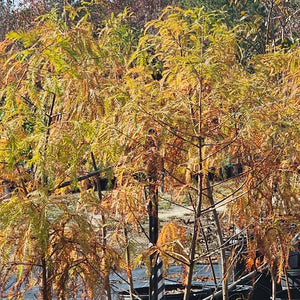 fall color bald cypress