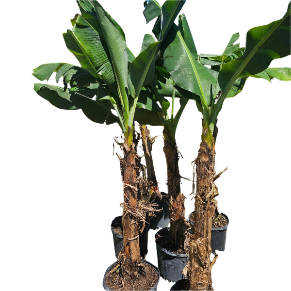 Banana Ice Cream Blue Java Banana plant for sale at Advanced Nursery Growers in DeFuniak Springs Florida