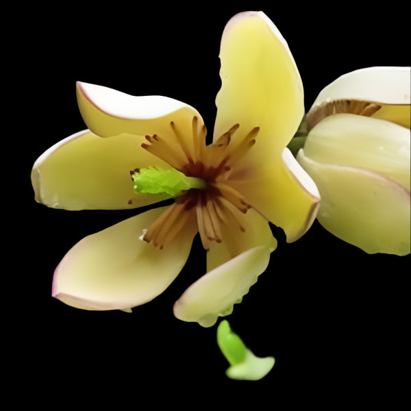 Fragrant yellow-flowering Banana Shrub Skinneriana for sale in DeFuniak Springs, Florida