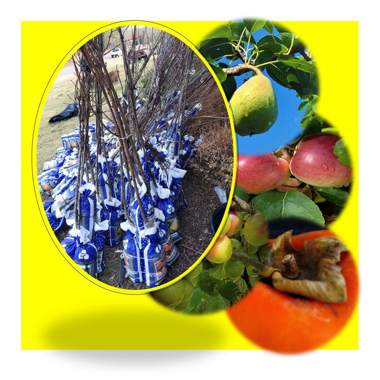 advanced-nursery-growers-elevating-expertise-in-the-horticultural-sector