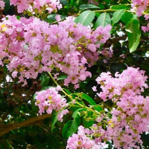 Mature Basham’s Party Pink Crape Myrtle tree covered with soft pink summer flowers