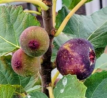 Beer’s Black Fig Tree for sale at Advanced Nursery Growers in DeFuniak Springs Florida
