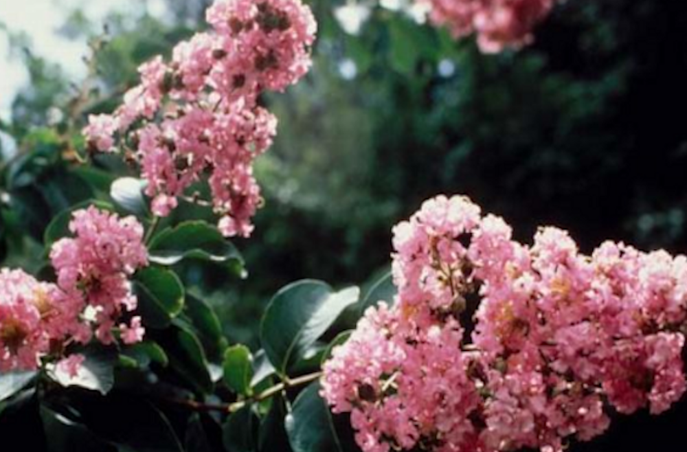 Advanced Nursery Growers Elevating Expertise in the Horticultural Sector