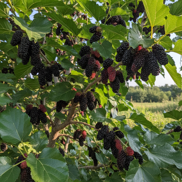 Black Giant Mulberry Tree with dark edible fruit for sale at Advanced Nursery Growers in DeFuniak Springs Florida