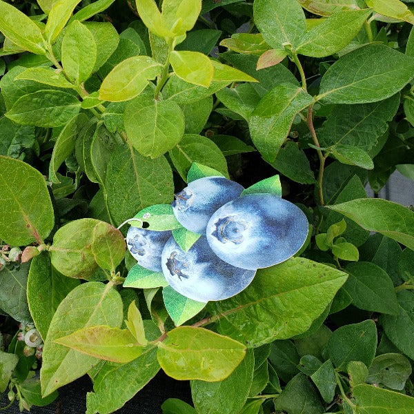 RABBITEYE BLUEBERRIES