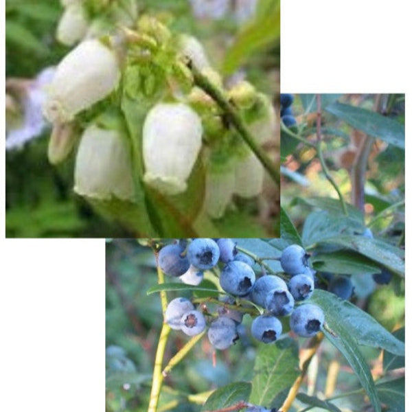 BLUEBERRY SOUTHERN HIGHBUSH