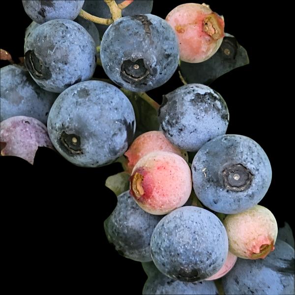 Windsor Southern Highbush blueberry plant with large ripe blueberries for sale in DeFuniak Springs, Florida