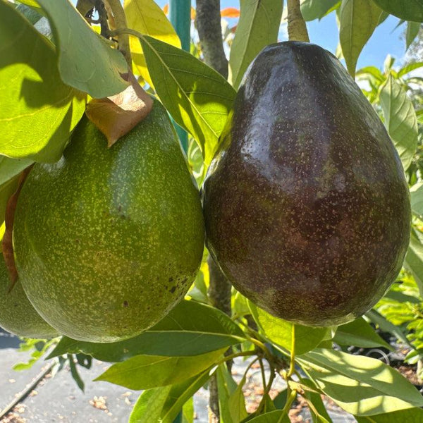 Brogdon cold-tolerant avocado tree with purple fruit for sale at Advanced Nursery Growers in DeFuniak Springs, Florida