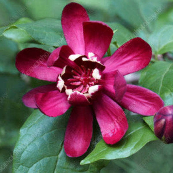 Sweetshrub Calycanthus floridus