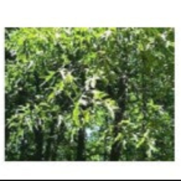 NATIVE CHERRYBARK OAK